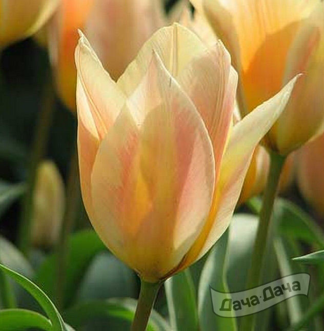 Тюльпан Грейга Фьюр Элиз