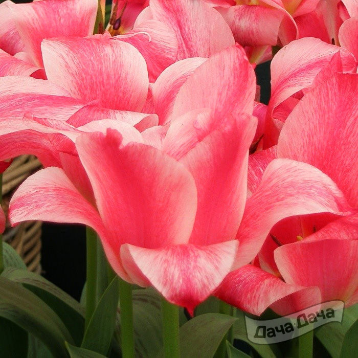 Тюльпан Грейга Кзаар Петер