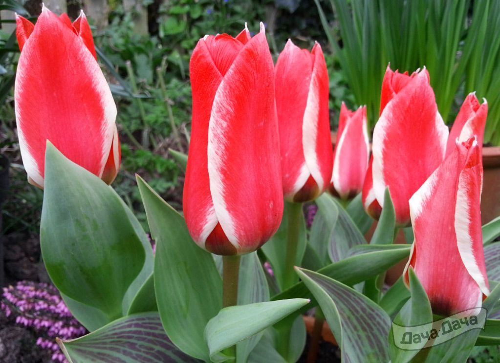 Тюльпан Грейга Пиноккио