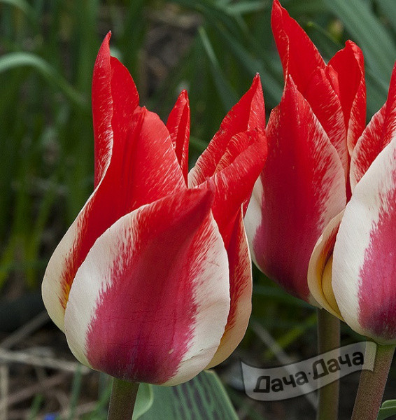 Тюльпан Грейга Плейзир