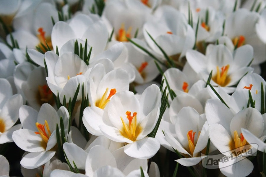 Крокус Ард Шенк