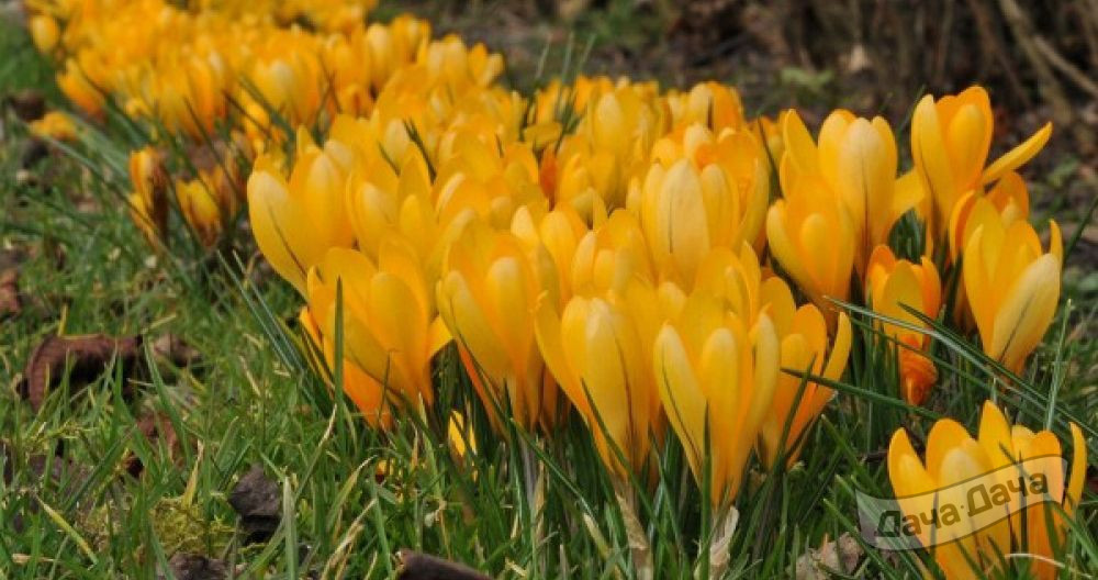 Крокус Йеллоу 