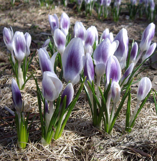 Крокус Принс Клаус