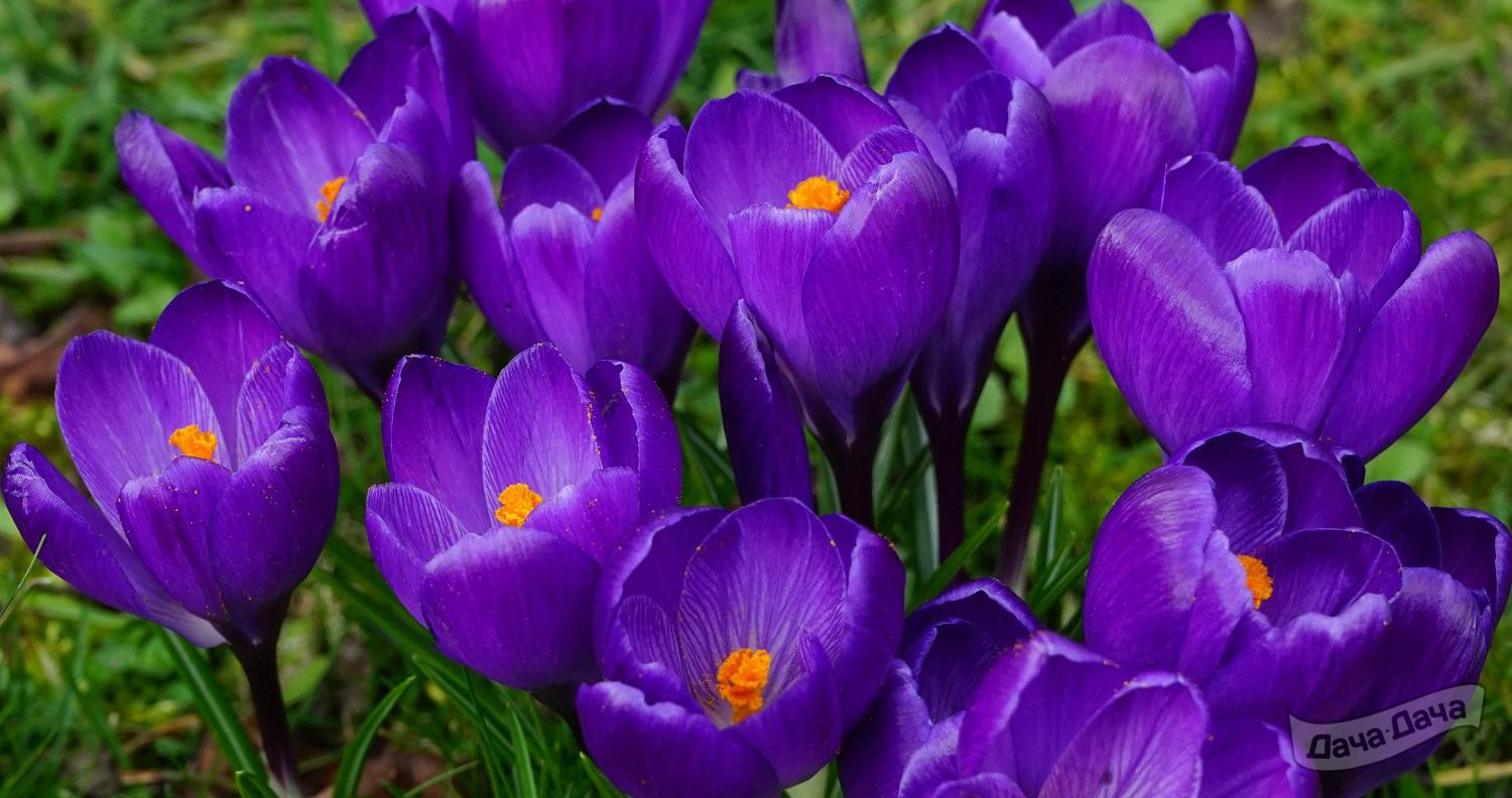 Крокус Рембрант