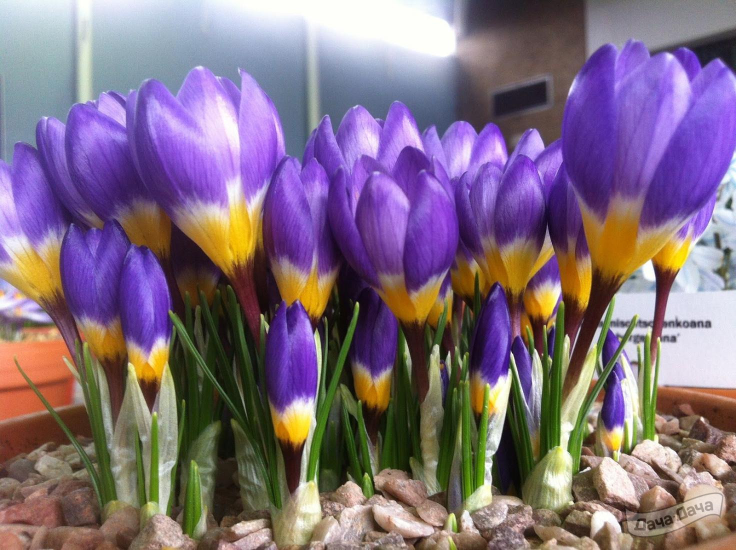 Крокус Сайбери Триколор (Crocus Sieberi Tricolor) - описание сорта, фото,  саженцы, посадка, особенности ухода. Дачная энциклопедия.