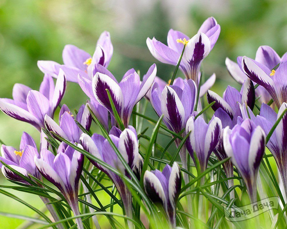 Крокус Спринг Бьюти