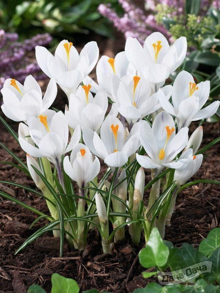 Крокус Жанна Д'Арк