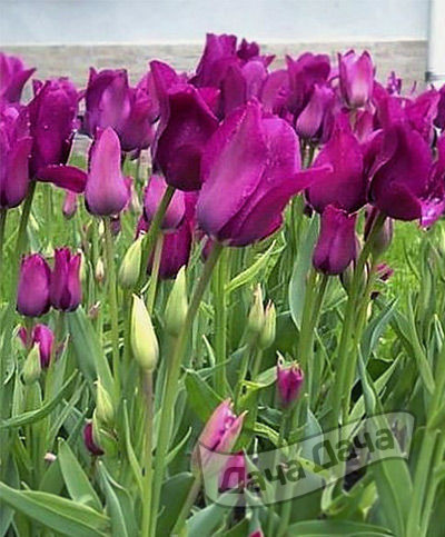 Тюльпан многоцветковый Перпл Букет