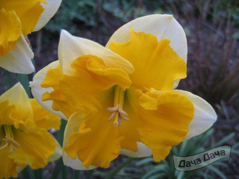 Нарцисс Чантерелль