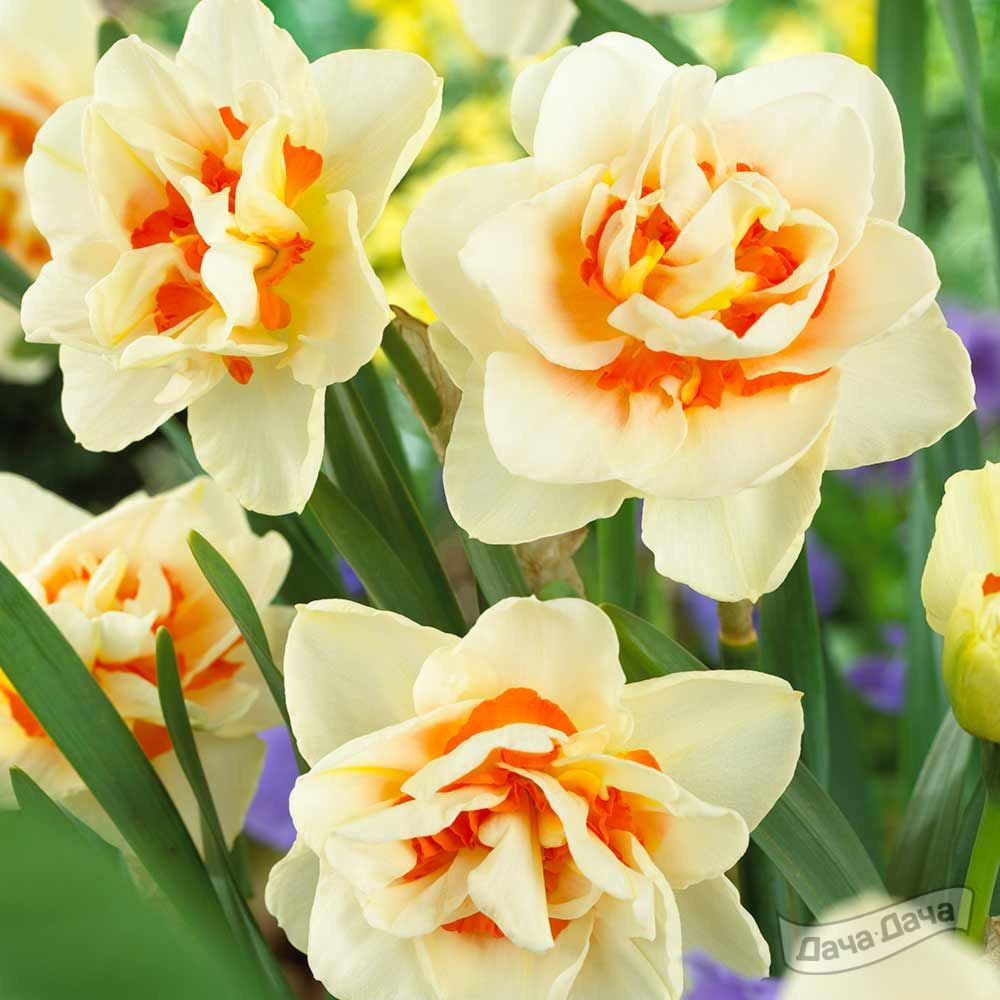 Нарцисс Флауэр Парад