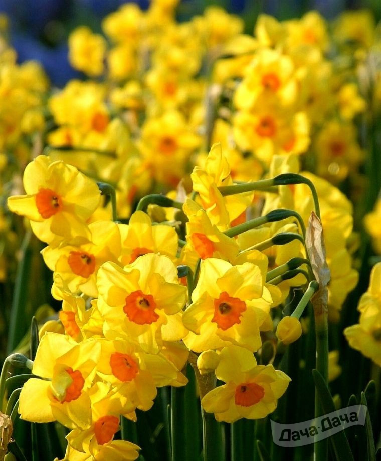 Нарцисс Голден Даун