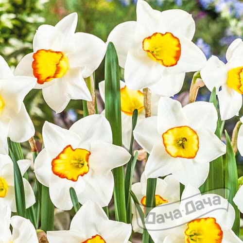 Нарцисс Гуз Грин