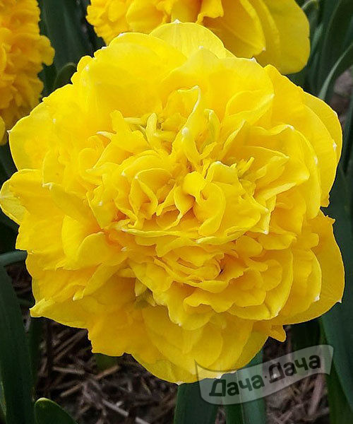 Нарцисс Истертайд