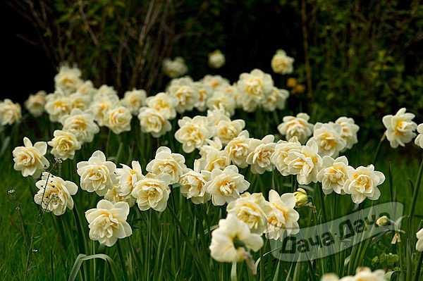 Нарцисс Манли