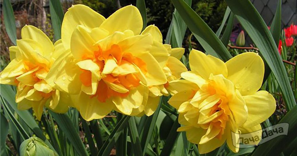 Нарцисс Монза