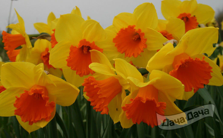 Нарцисс Пимпернел