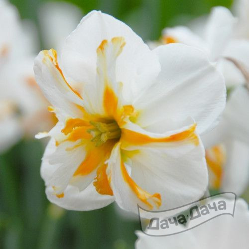 Нарцисс Сансет Серенад