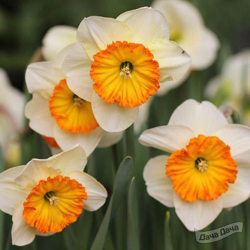 Нарцисс Саунд