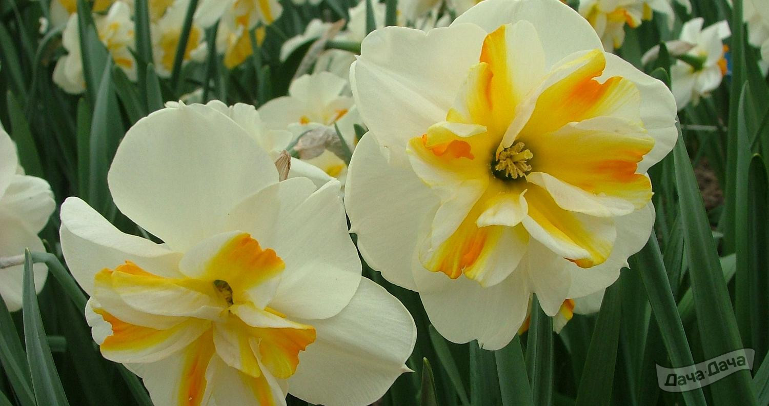 Нарцисс Сорбет