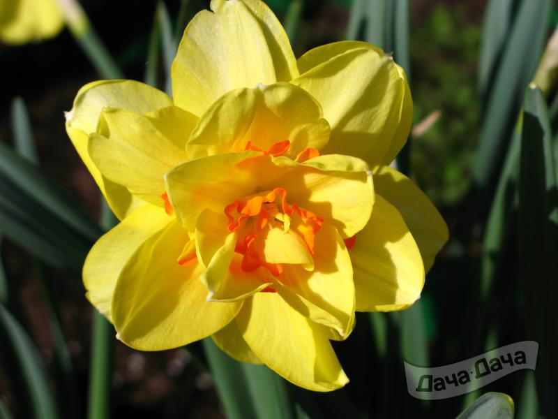 Нарцисс Тамар Фаир