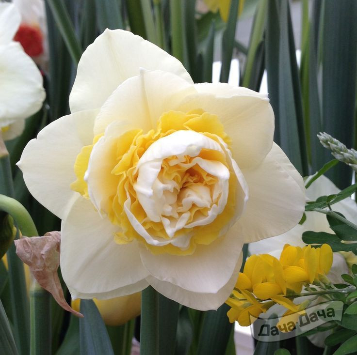 Нарцисс Уник