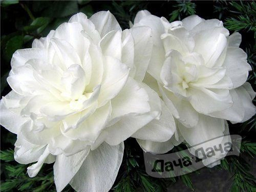 Нарцисс Вайт Медал