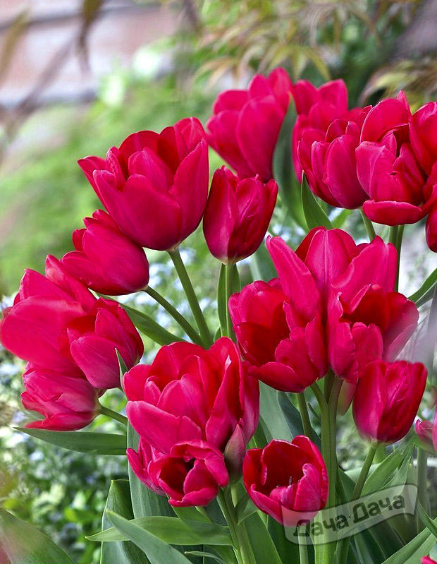 Тюльпан многоцветковый Мери Гоу Раунд