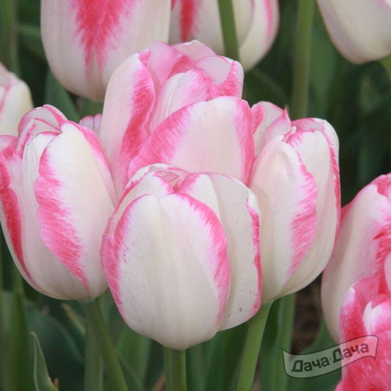 Тюльпан многоцветковый Тукан