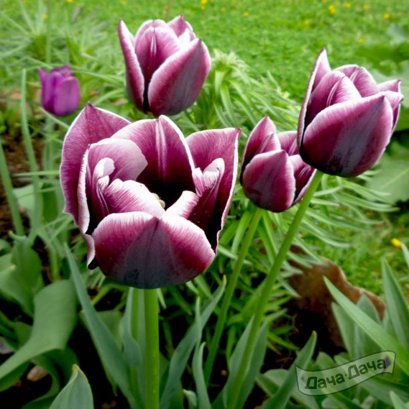 Тюльпан Джекпот