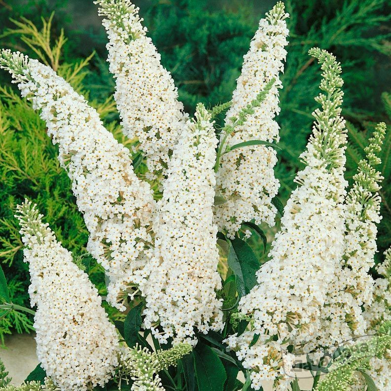 Буддлея давида Вайт Профьюжен