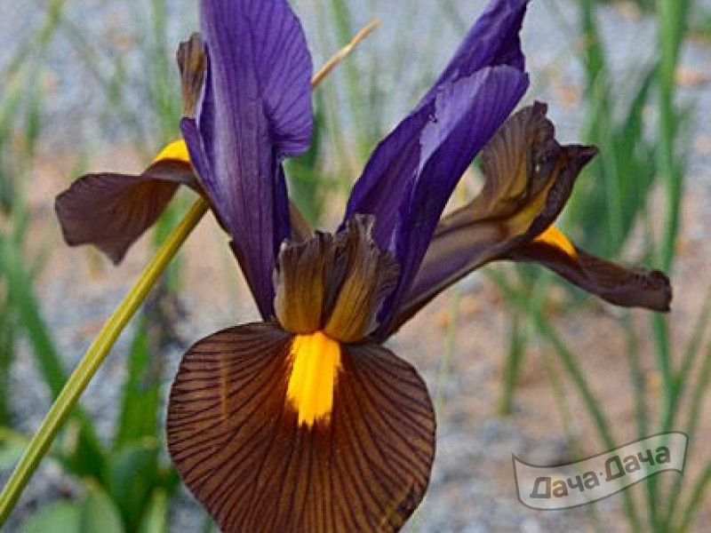 Ирис Бронз Пёрпл