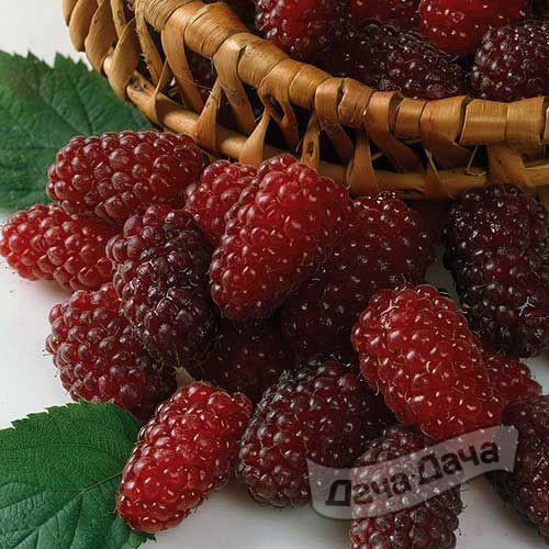 Ежемалина Лог��нберри (Rubus ursinus Loganberry) - описание сорта, фото,саженцы, посадка, особенности ухода. Дачная энциклопедия.