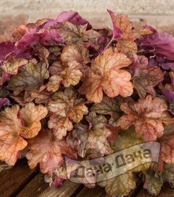 Гейхера Ворлд кафе Американо