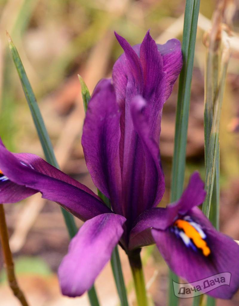 Ирис сетчатый Дж. С. Дийт