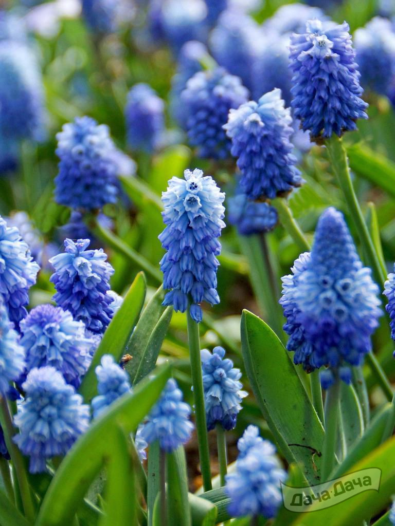 Мускари Азуреум (Muscari Azureum) - описание сорта, фото, саженцы, посадка,  особенности ухода. Дачная энциклопедия.