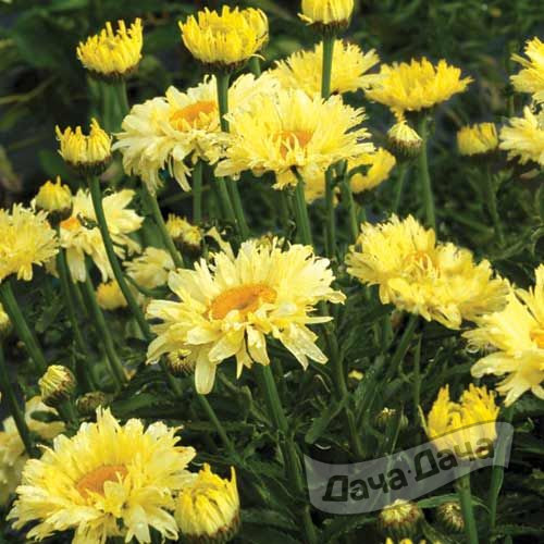 Нивяник Голдфиш