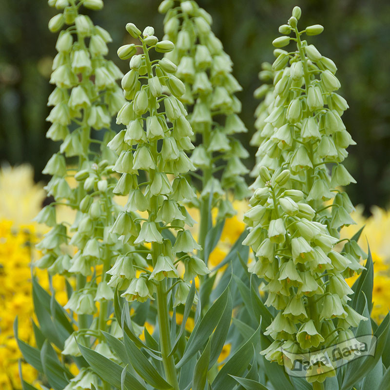 Рябчик Ивори Белс