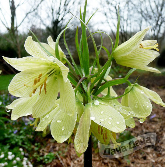 Рябчик Раддеана