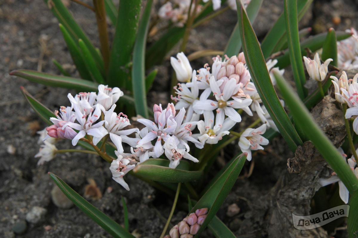 Сцилла bifolia rosea