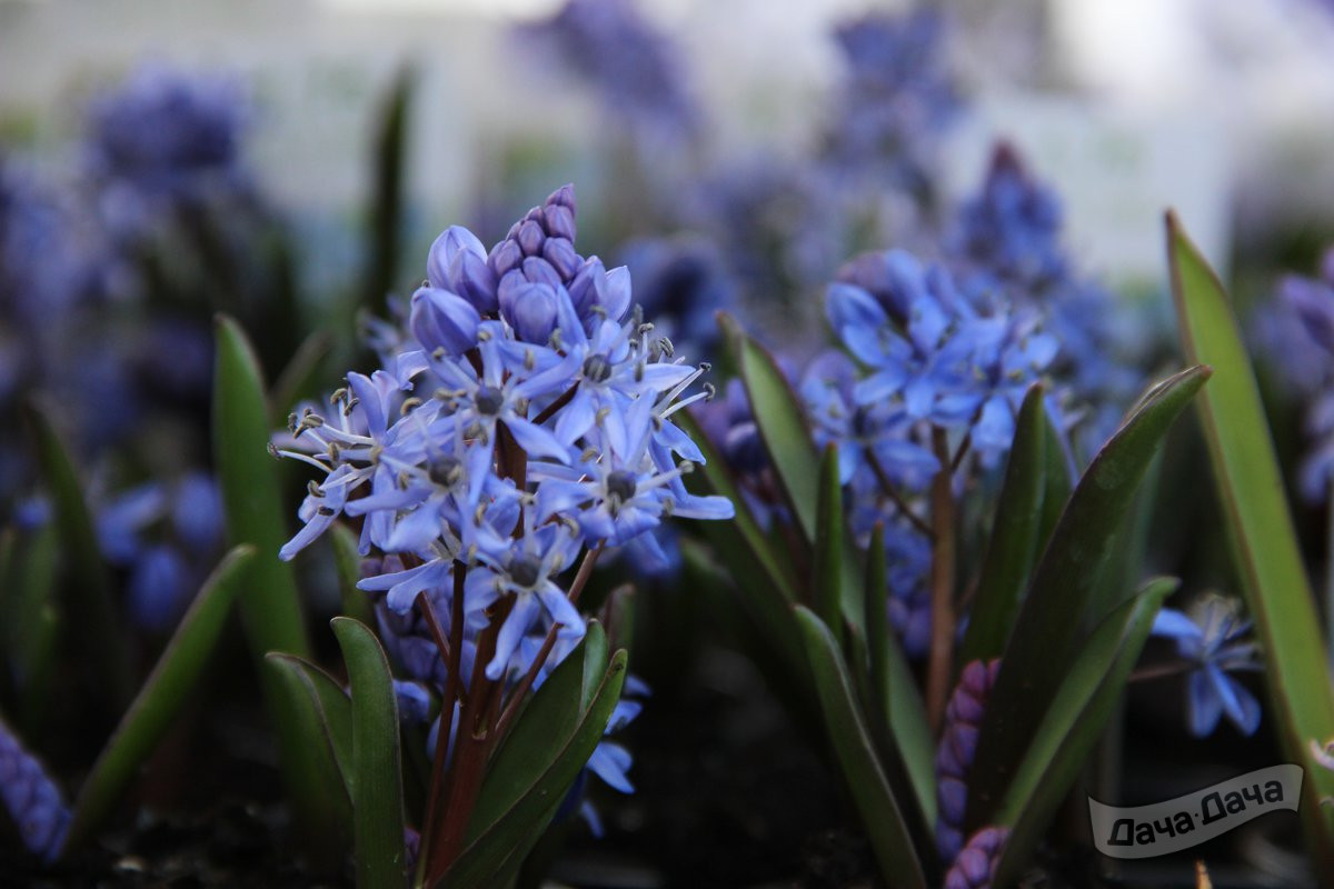 Сцилла Бифолиа