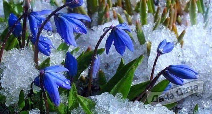 Сцилла сибирика Спринг Бьюти