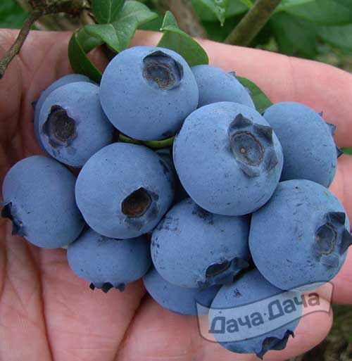 Голубика высокорослая Спартан