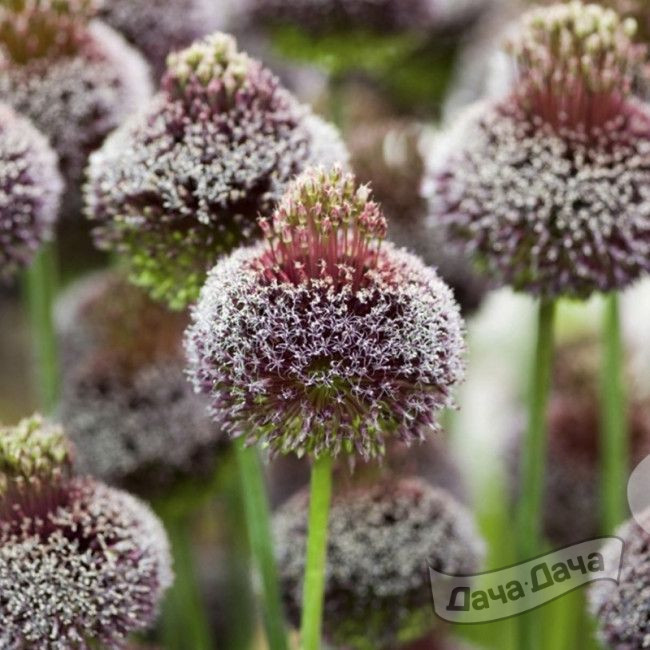 Лук декоративный Фолок