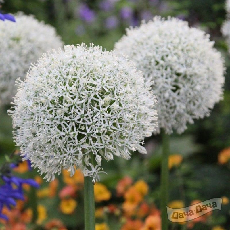 Лук декоративный Мон Эверест