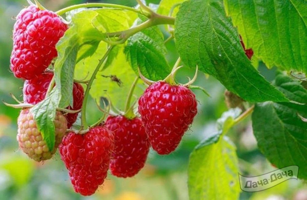 Малина Химбо