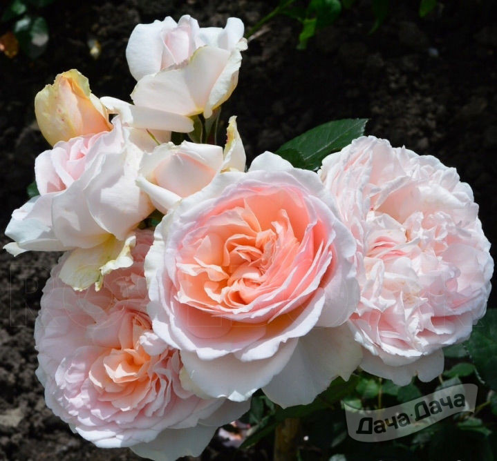 Роза флорибунда Мархензаубер (Rose floribunda Marchenzauber) - описание .