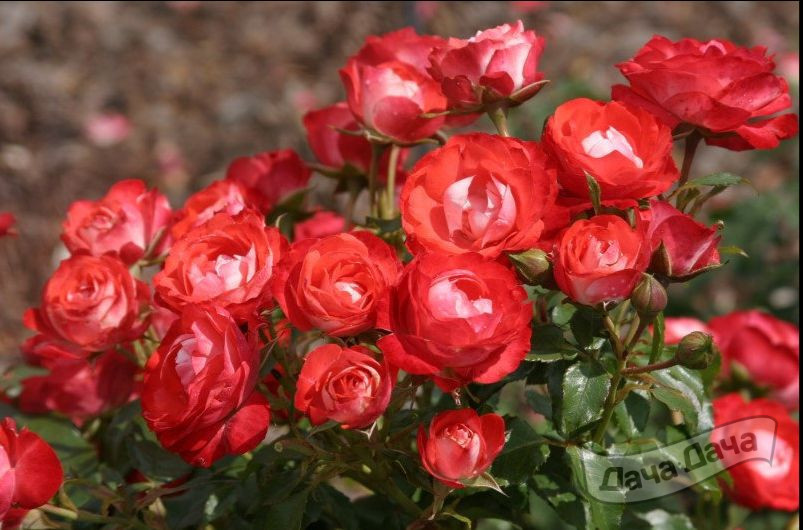 Роза флорибунда Плантед ун Бломен