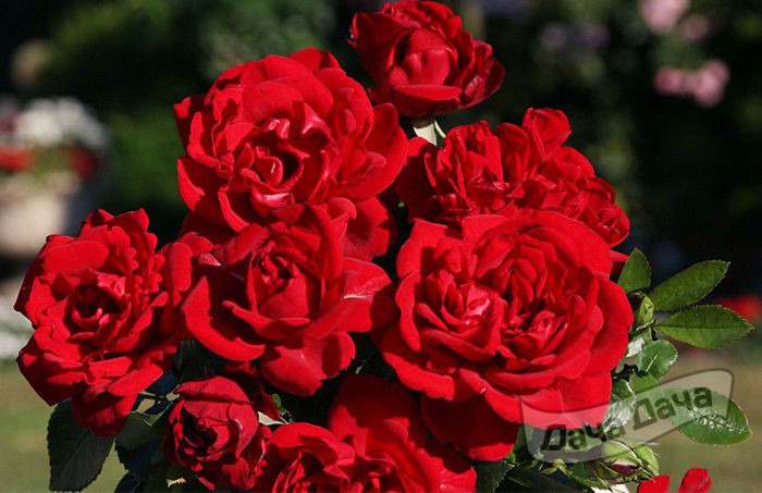 Роза флорибунда Ягендлибе