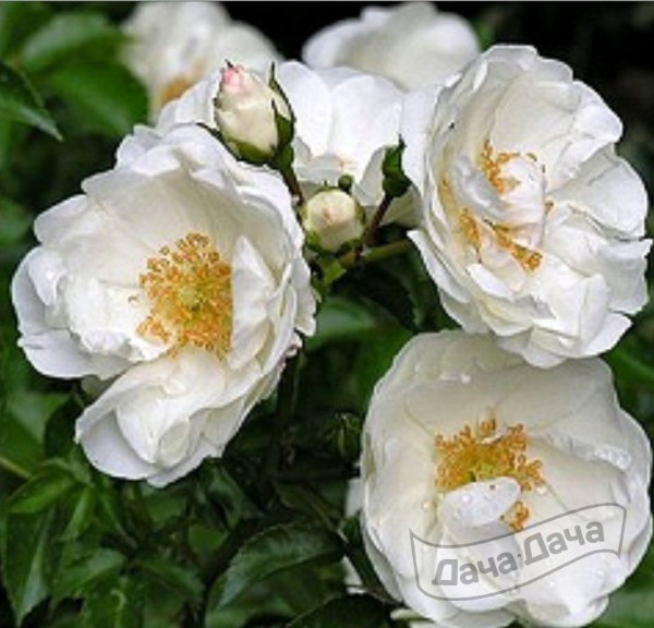 Роза флорибунда Инносентия