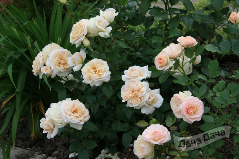 Роза флорибунда Лайонс-Роз (Rose floribunda Lions Rose) - описание сорта,  фото, саженцы, посадка, особенности ухода. Дачная энциклопедия.